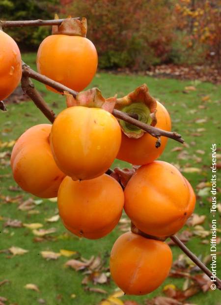 © Hortival Diffusion - Tous droits réservés