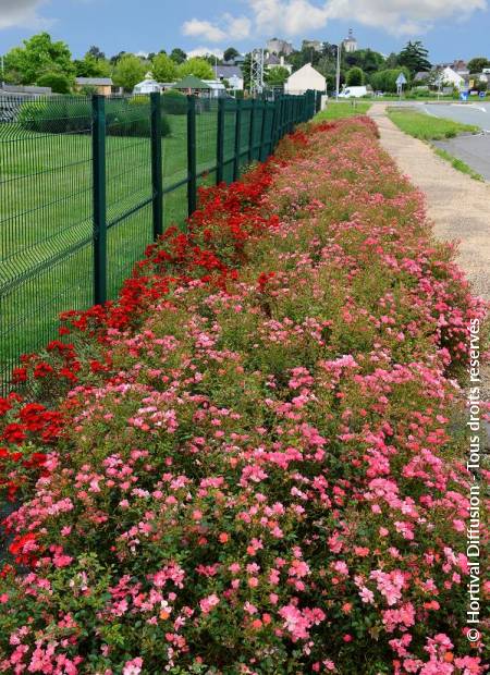 © Hortival Diffusion - Tous droits réservés