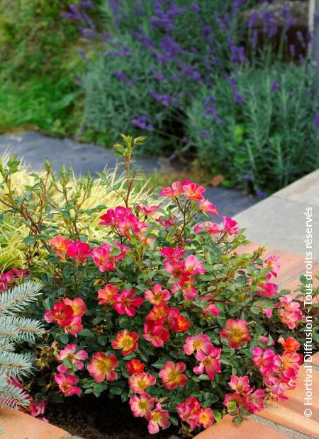 © Hortival Diffusion - Tous droits réservés