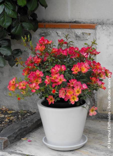 © Hortival Diffusion - Tous droits réservés