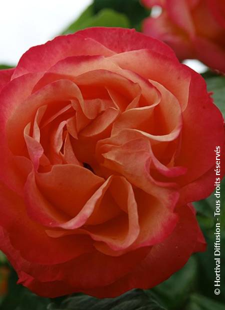 © Hortival Diffusion - Tous droits réservés