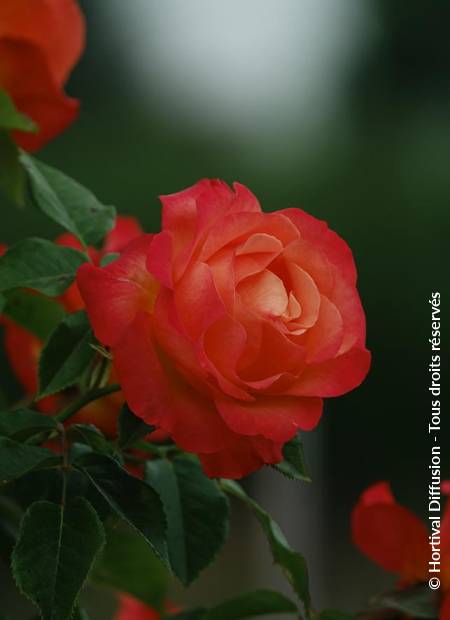 © Hortival Diffusion - Tous droits réservés