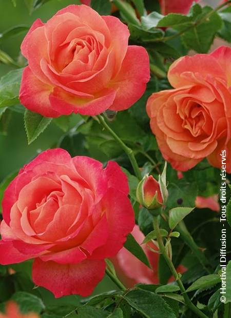 © Hortival Diffusion - Tous droits réservés