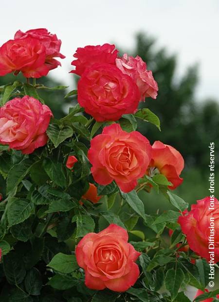 © Hortival Diffusion - Tous droits réservés