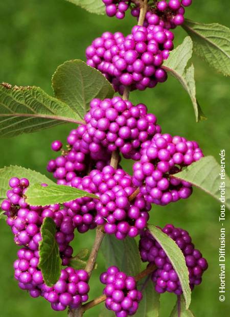 © Hortival Diffusion - Tous droits réservés