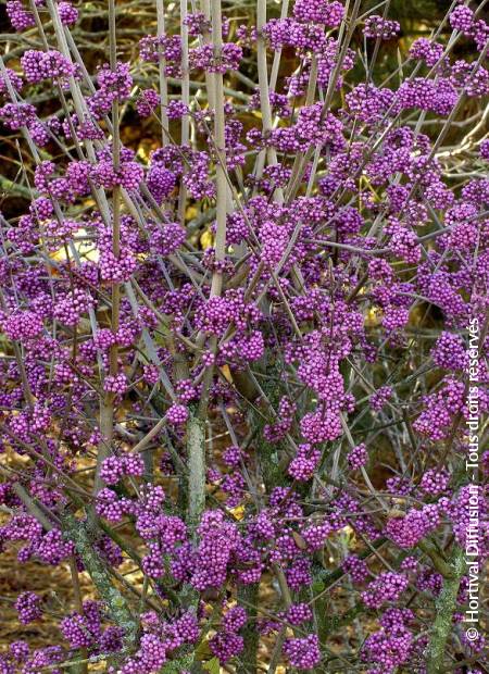 © Hortival Diffusion - Tous droits réservés