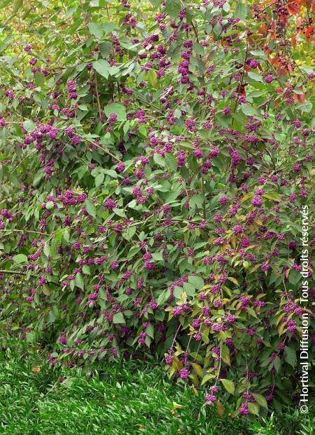 © Hortival Diffusion - Tous droits réservés