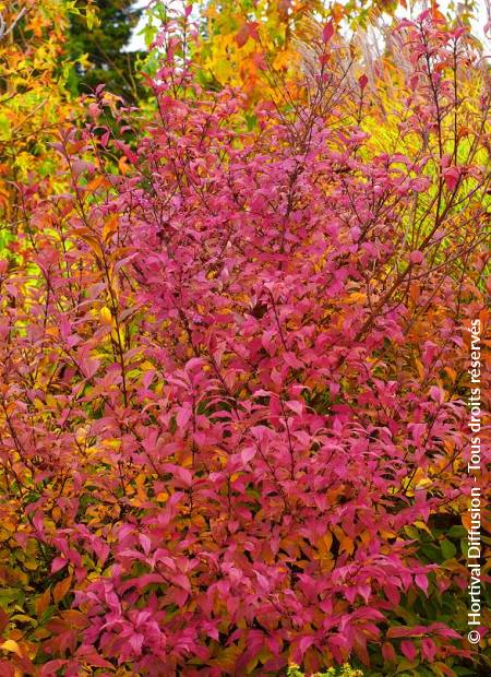 © Hortival Diffusion - Tous droits réservés