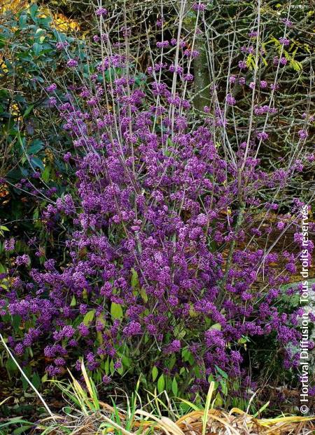 © Hortival Diffusion - Tous droits réservés