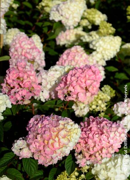 © Hortival Diffusion - Tous droits réservés