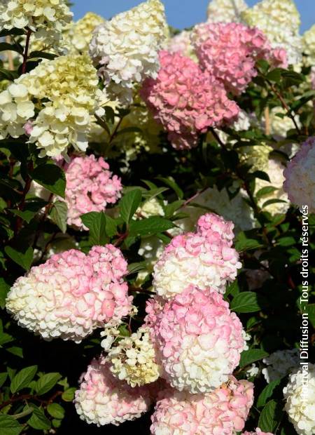 © Hortival Diffusion - Tous droits réservés