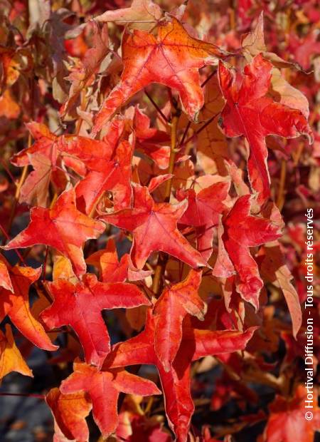 © Hortival Diffusion - Tous droits réservés