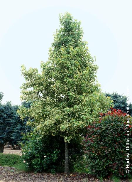 © Hortival Diffusion - Tous droits réservés