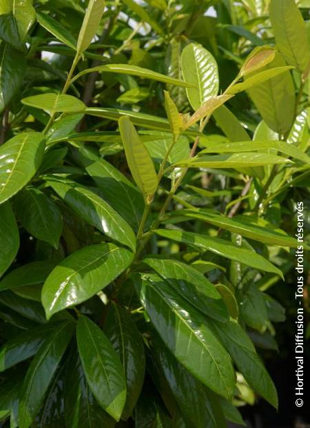 © Hortival Diffusion - Tous droits réservés