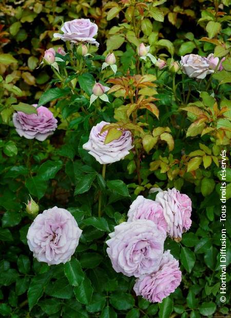 © Hortival Diffusion - Tous droits réservés