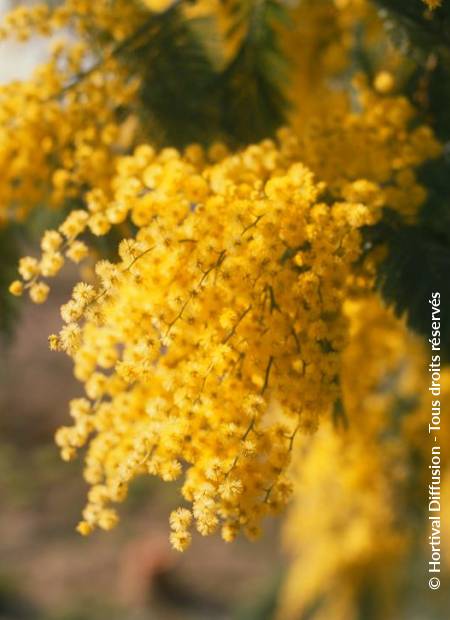 © Hortival Diffusion - Tous droits réservés