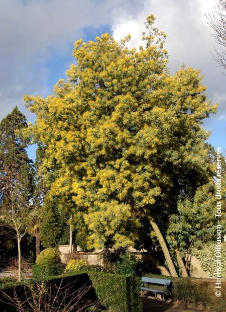 © Hortival Diffusion - Tous droits réservés