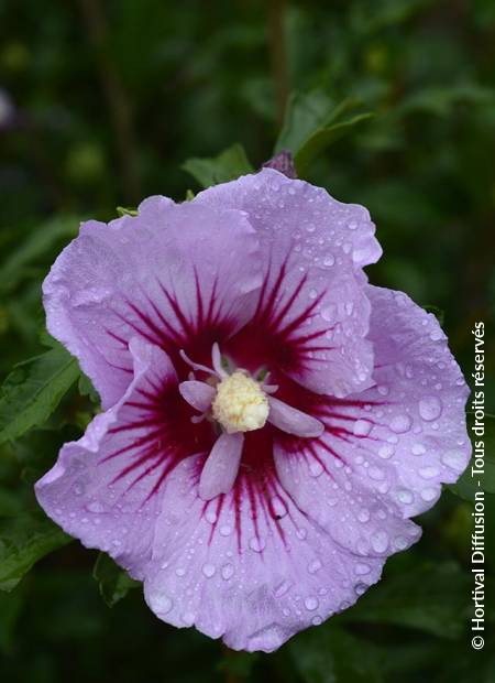 © Hortival Diffusion - Tous droits réservés
