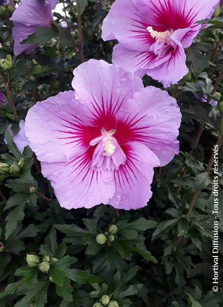 © Hortival Diffusion - Tous droits réservés