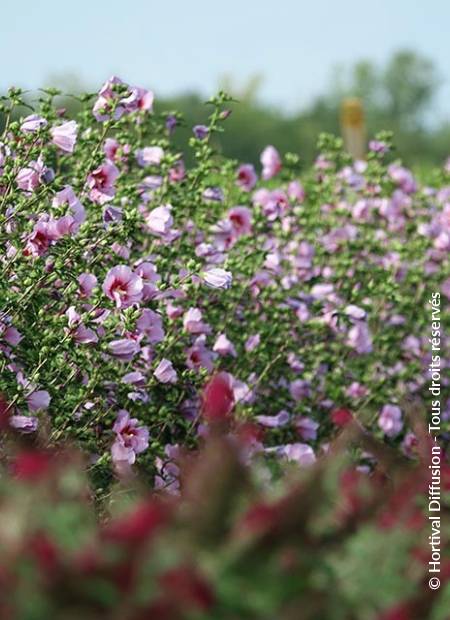 © Hortival Diffusion - Tous droits réservés