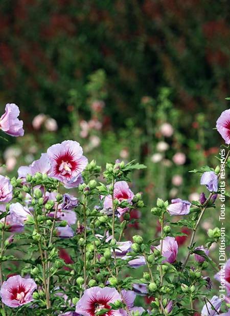 © Hortival Diffusion - Tous droits réservés