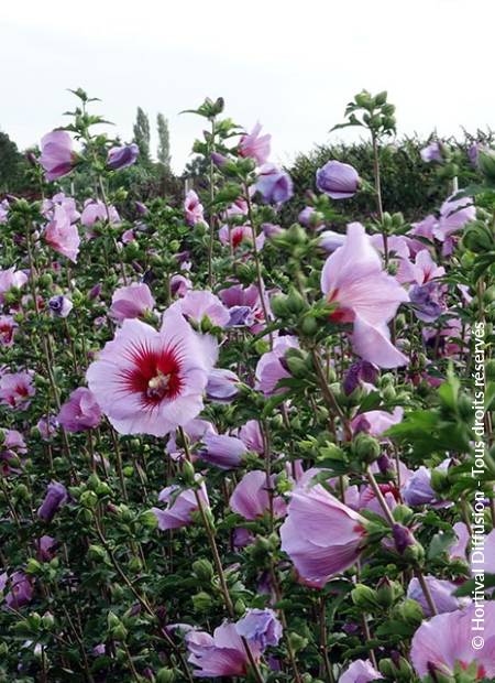 © Hortival Diffusion - Tous droits réservés