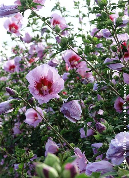 © Hortival Diffusion - Tous droits réservés