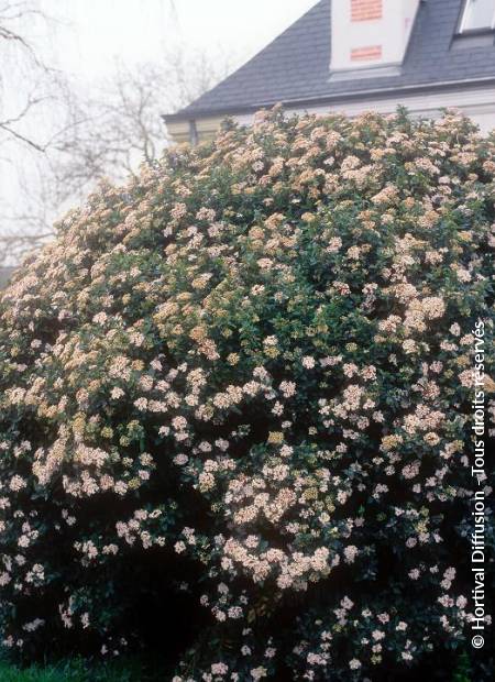 © Hortival Diffusion - Tous droits réservés