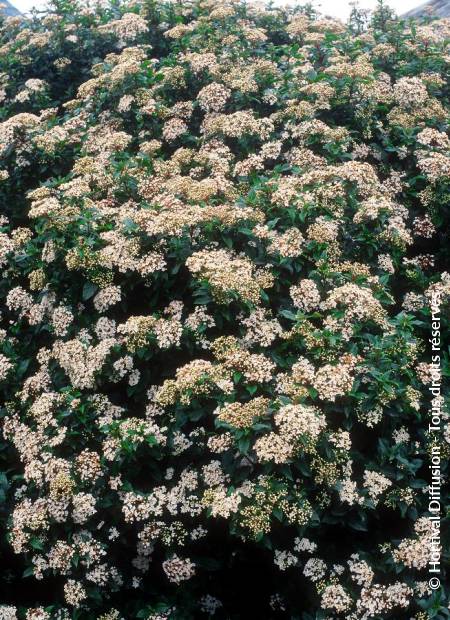 © Hortival Diffusion - Tous droits réservés