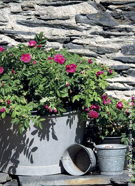 © Hortival Diffusion - Tous droits réservés