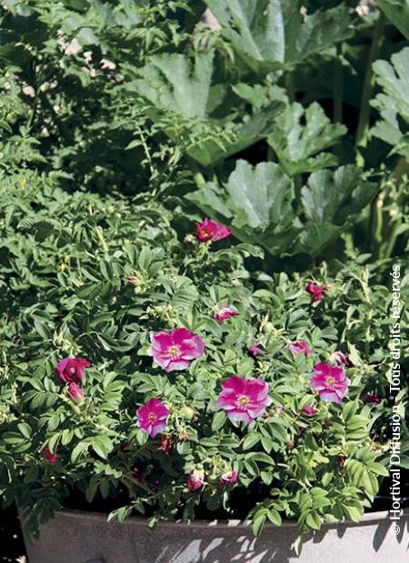 © Hortival Diffusion - Tous droits réservés