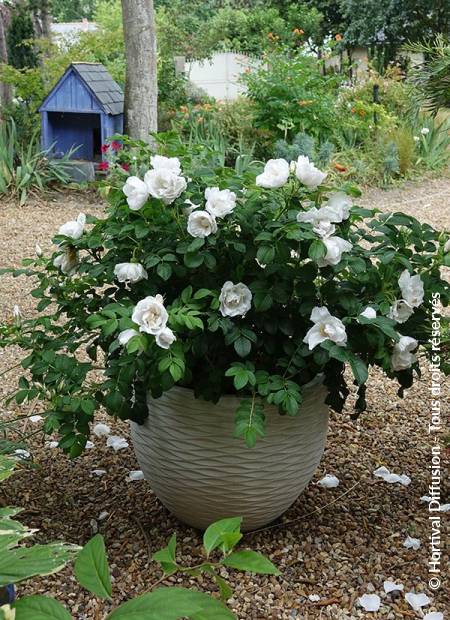 © Hortival Diffusion - Tous droits réservés