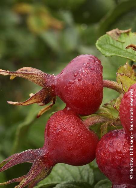 © Hortival Diffusion - Tous droits réservés
