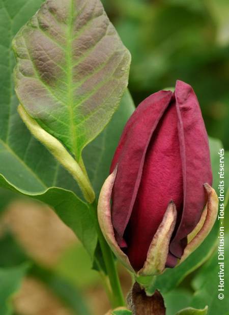 © Hortival Diffusion - Tous droits réservés