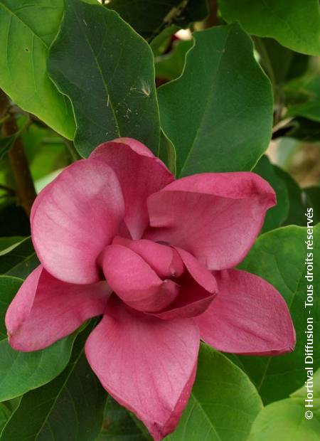 © Hortival Diffusion - Tous droits réservés