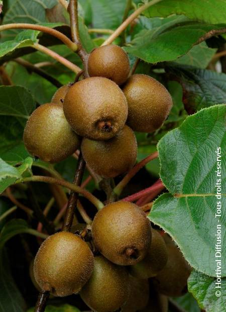 © Hortival Diffusion - Tous droits réservés