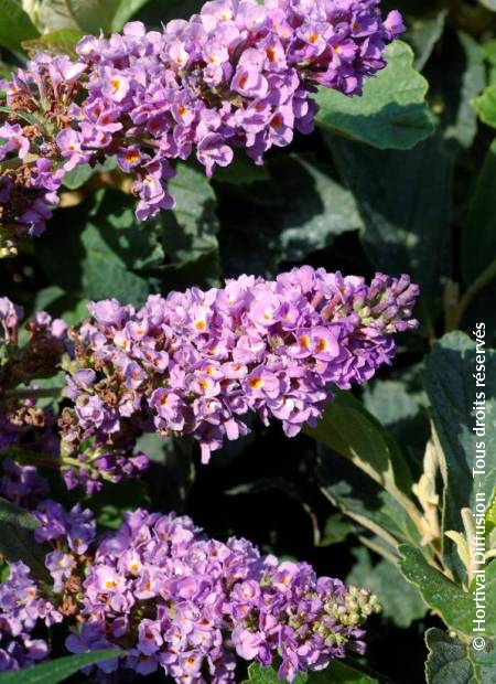 © Hortival Diffusion - Tous droits réservés