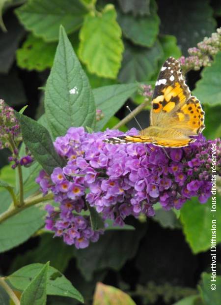 © Hortival Diffusion - Tous droits réservés