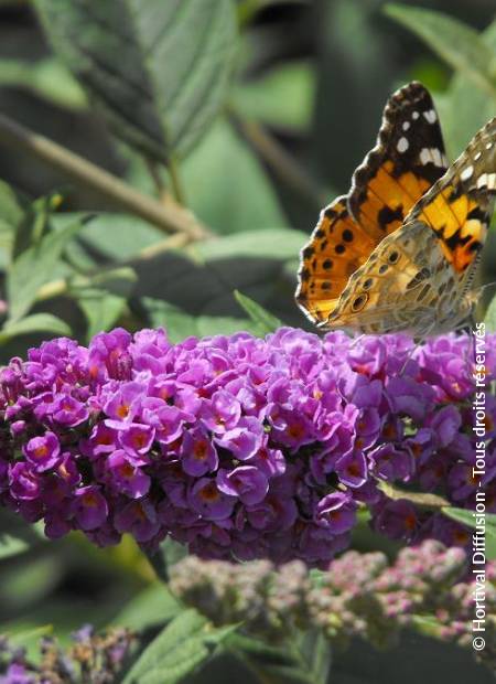 © Hortival Diffusion - Tous droits réservés