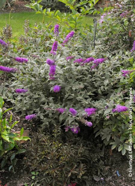 © Hortival Diffusion - Tous droits réservés