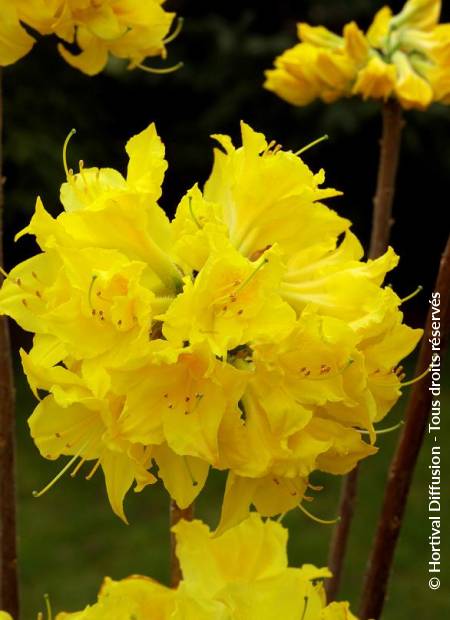 © Hortival Diffusion - Tous droits réservés