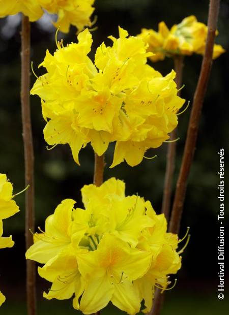 © Hortival Diffusion - Tous droits réservés