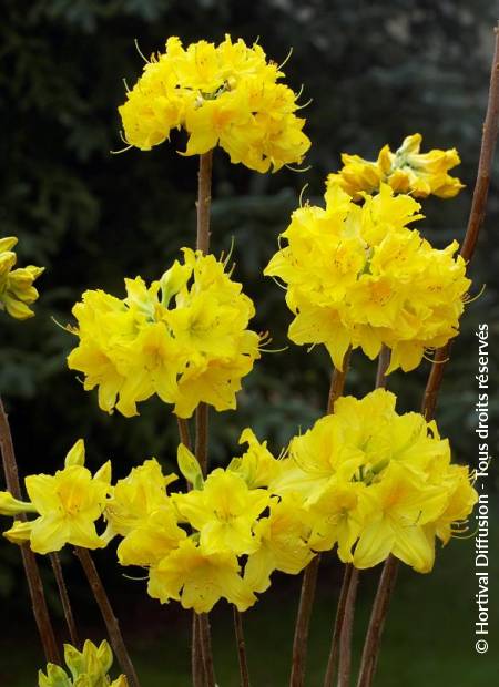 © Hortival Diffusion - Tous droits réservés