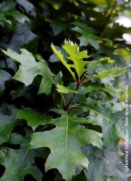 © Hortival Diffusion - Tous droits réservés