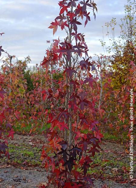 © Hortival Diffusion - Tous droits réservés