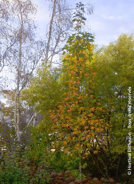 © Hortival Diffusion - Tous droits réservés