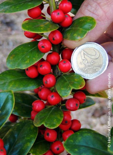 © Hortival Diffusion - Tous droits réservés