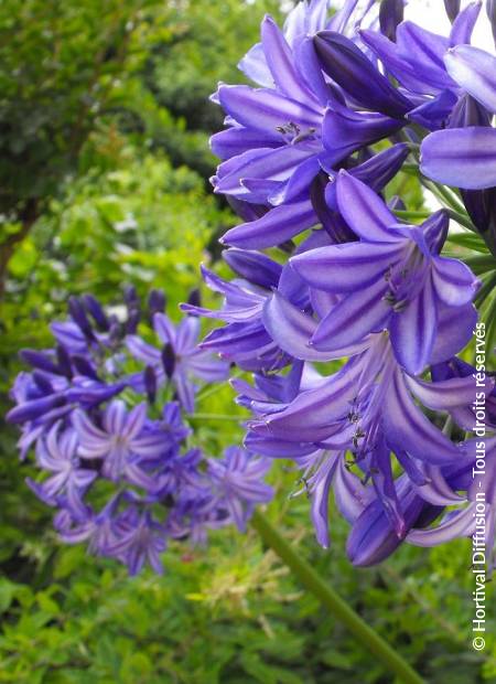 © Hortival Diffusion - Tous droits réservés