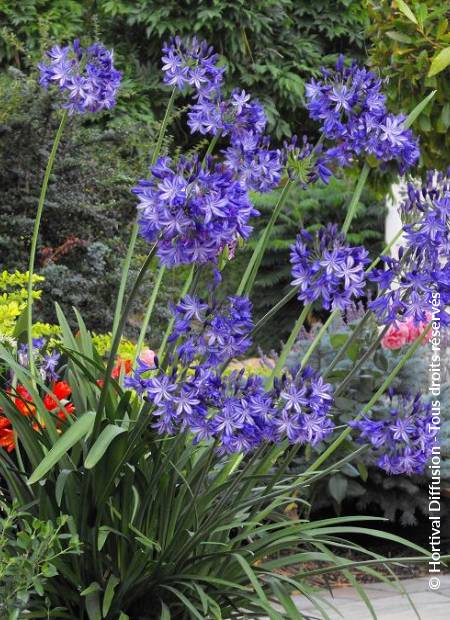 © Hortival Diffusion - Tous droits réservés