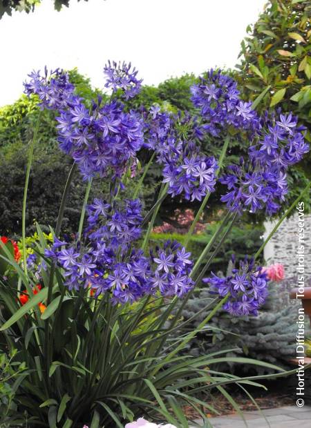 © Hortival Diffusion - Tous droits réservés